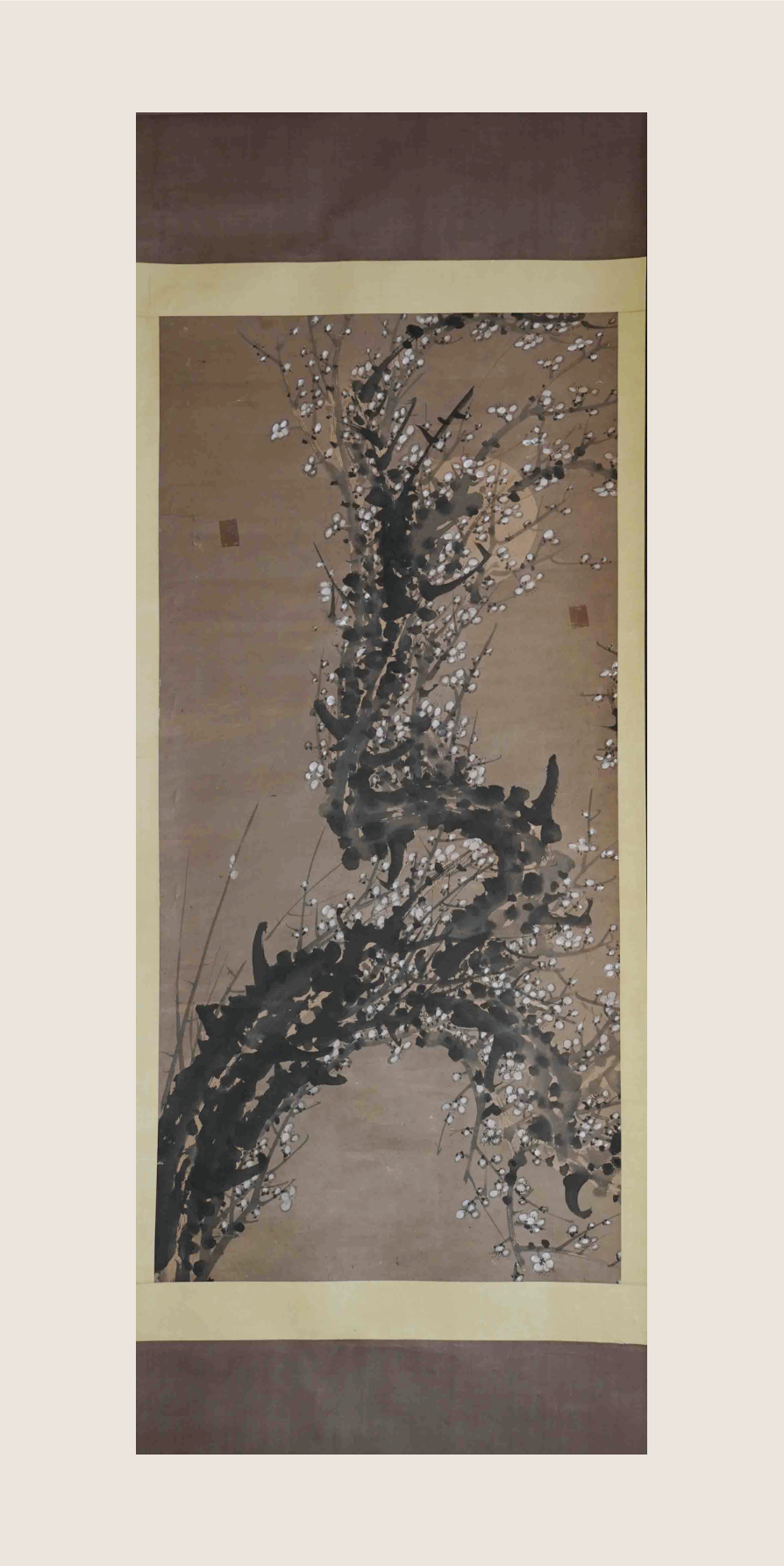月后白梅